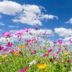 2 Alive - Obozujem Te