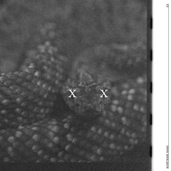 Би-2 - Ворон - Bonus track